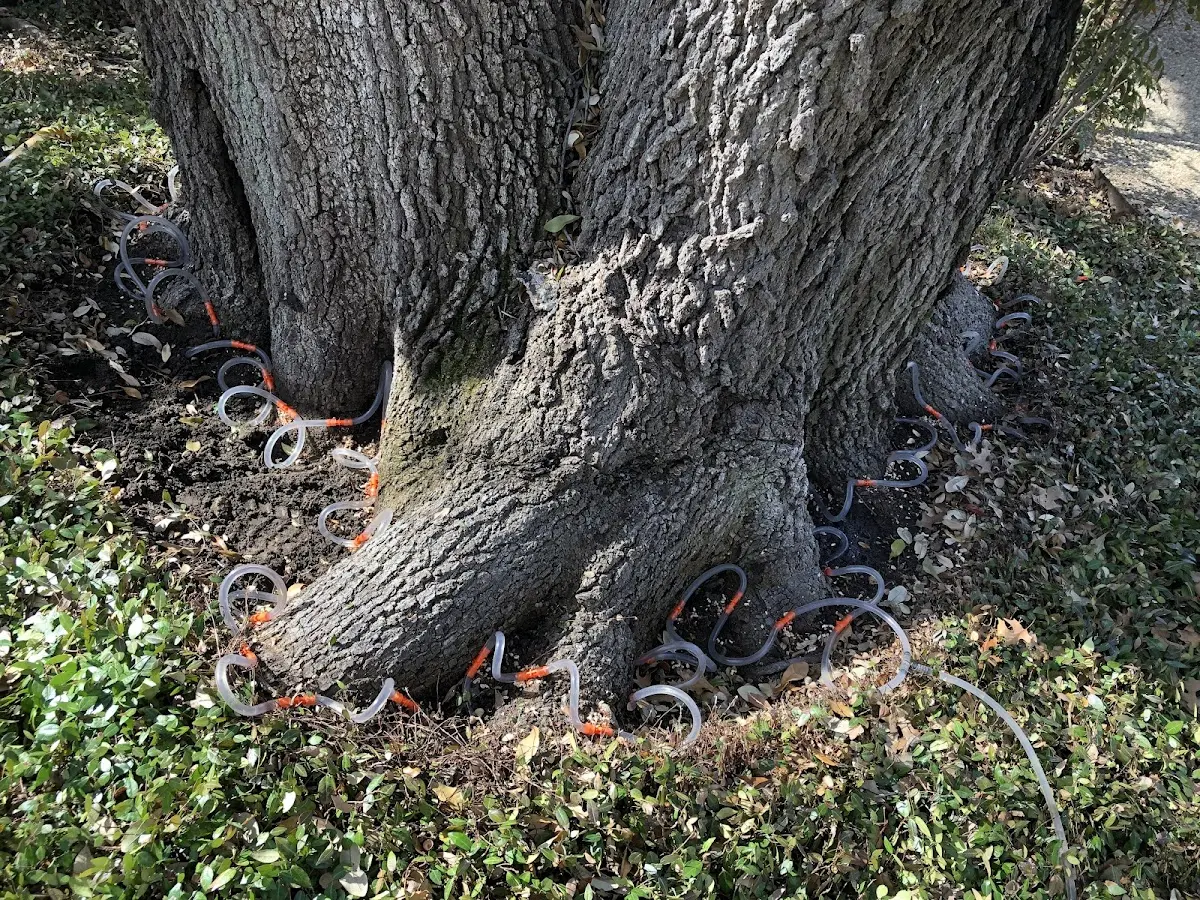 Detailed Tree Cabling and Bracing job site in Wilbur