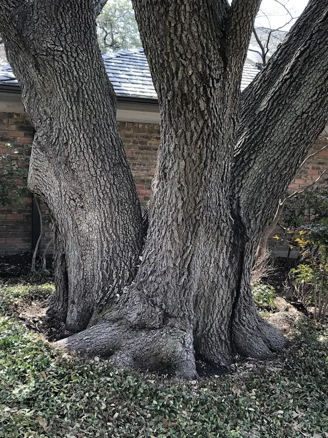 Mature heritage tree close to a Wilbur property cared for by certified arborists